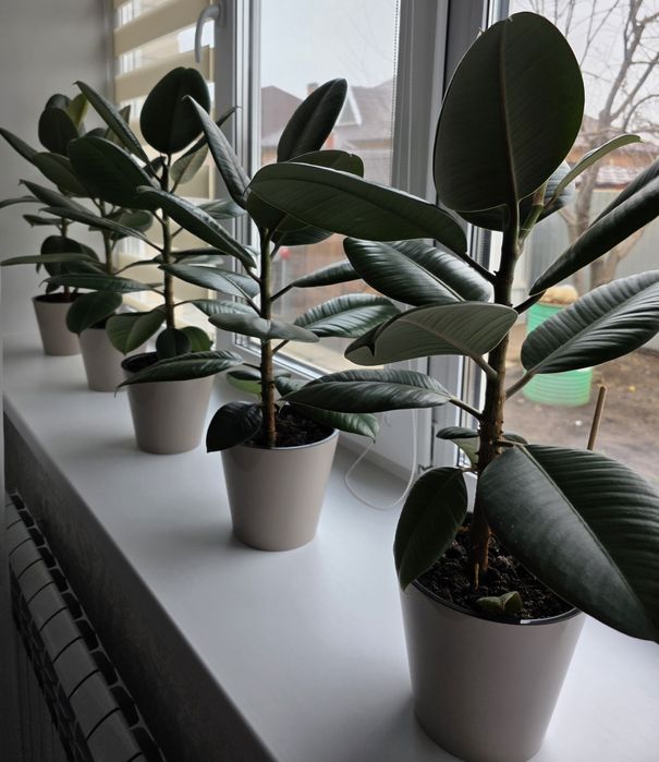 Продам Фикус Робуста