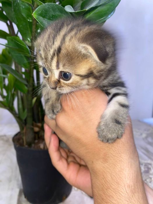 Продаём котиков.