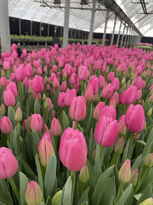 Голландские тюльпаны оптом