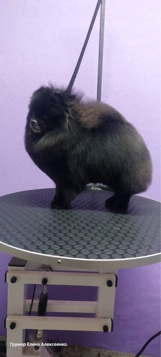 Щенок шпица девочка