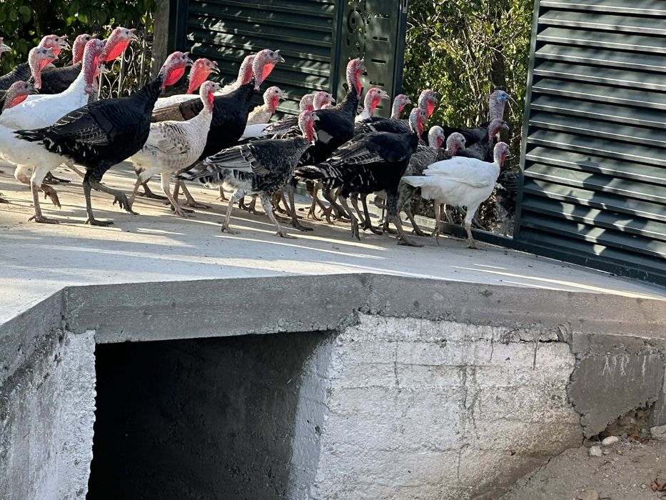 Vând curci și curcani