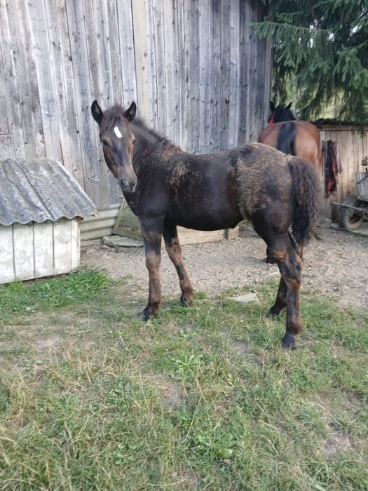 Vând mânză de 4luni