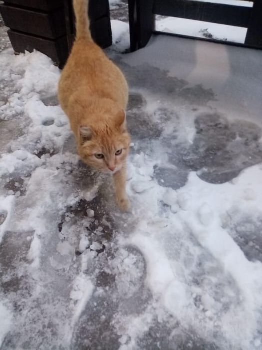 Кошка Дынька ищет дом