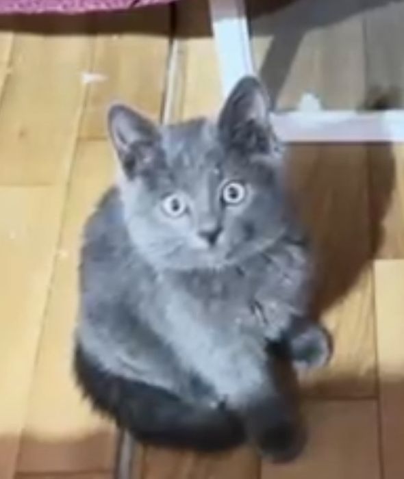 Кошечка британец