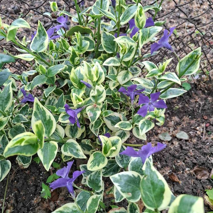 Пъстролистна и Зелена Винка Минор