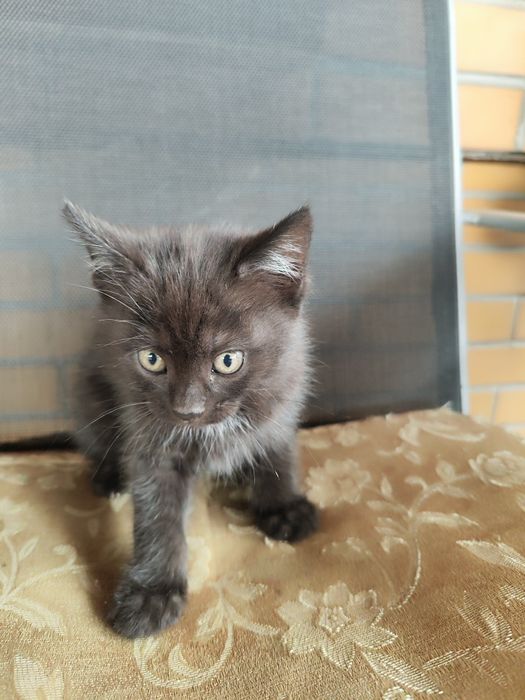 Котенок от кошки крысыловки
