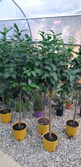 Vand Lamai pe rod in ghiveci,calamondino,kumquat,mandarini si maslini.