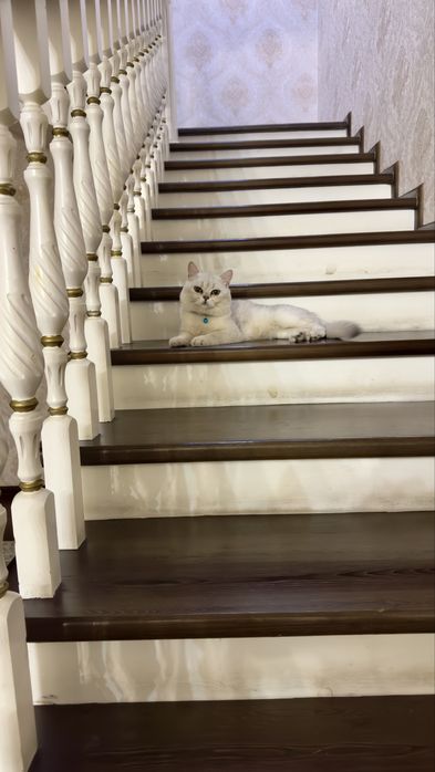 Вязка Серебристая шиншилла