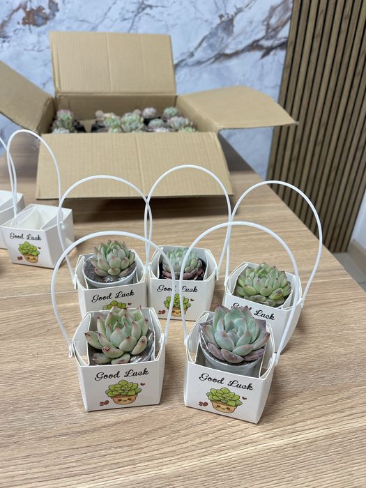 Тойбастар суккуленты