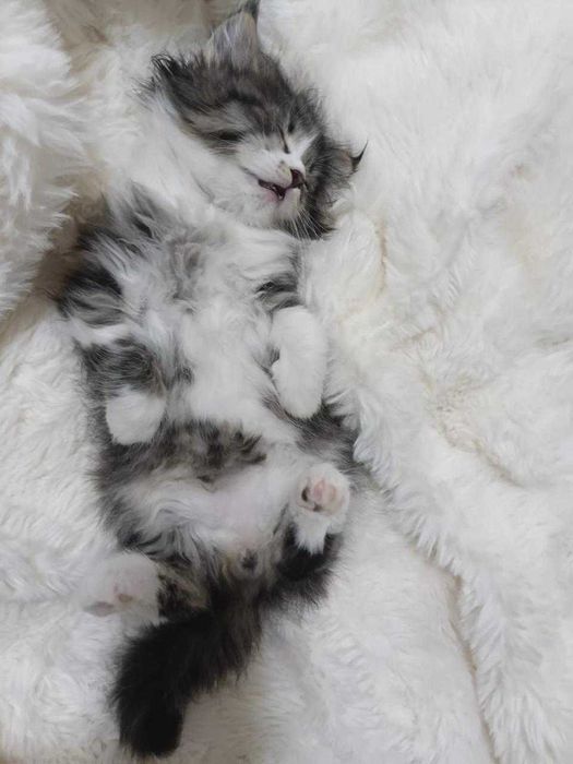 Котенок, созданный для любви!