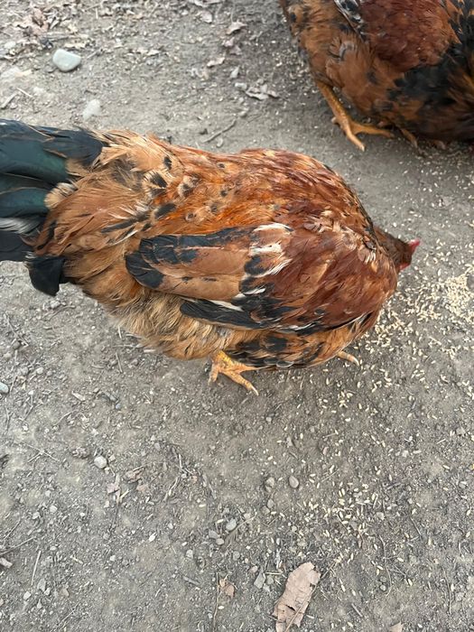 Продам кучинских петухов