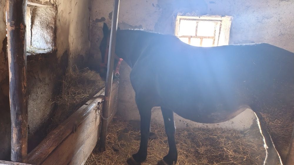 Vând iapa gestantă