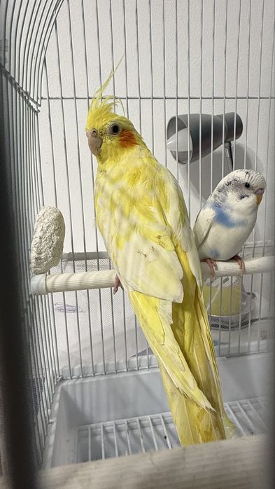 Продам попугая кореллы