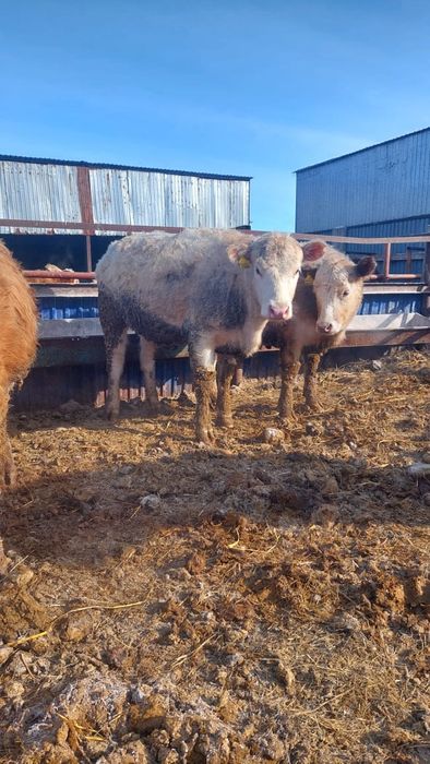 Продам телочек Аулиеколь