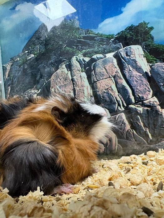 Морские свинки ( продаю)