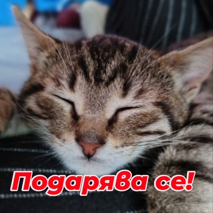 Подарявам малко коте.