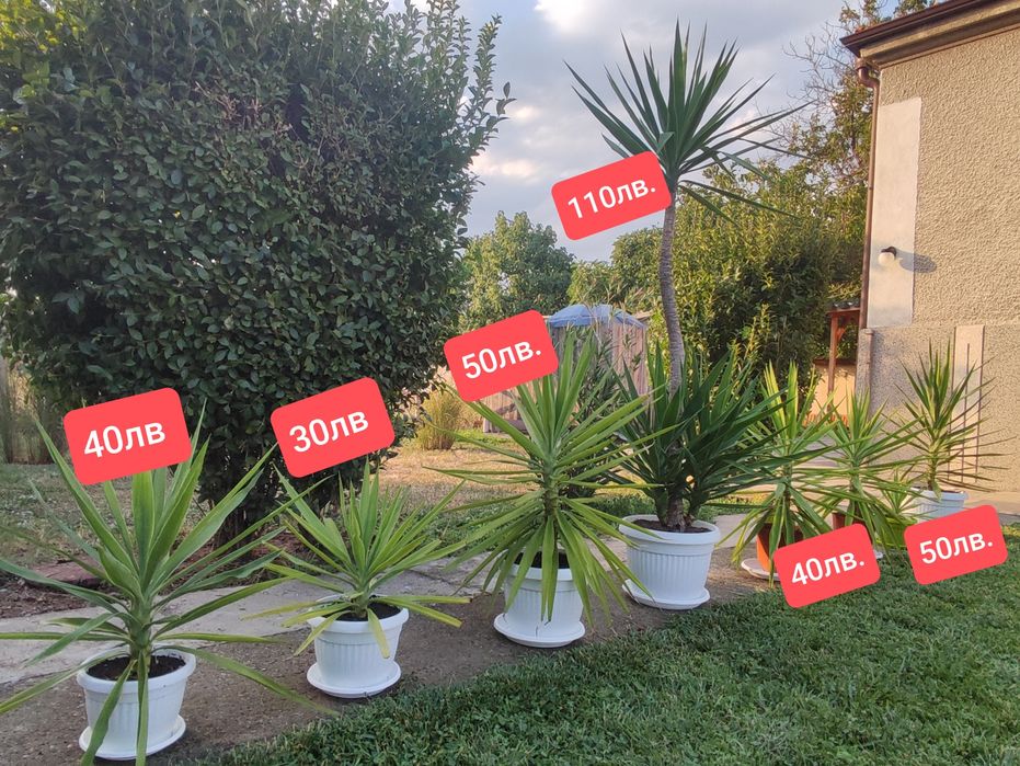 Палми Юка - многогодишни.