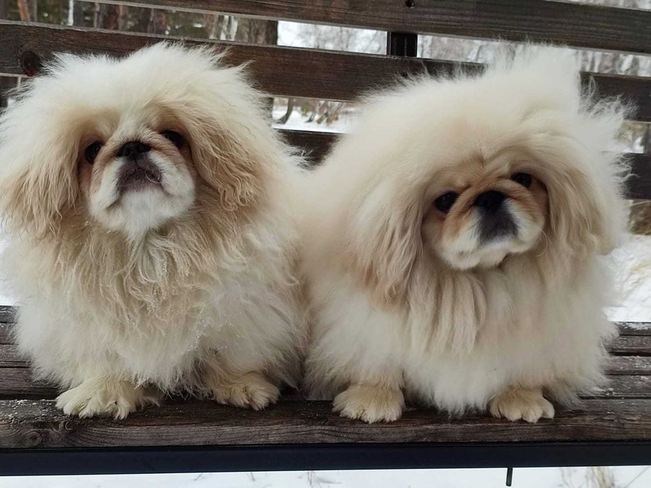 Продам пекинеса мальчика