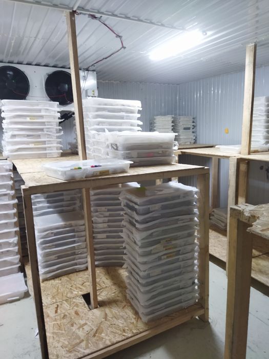 Сдам в аренду камеры морозильные реф контейнеры