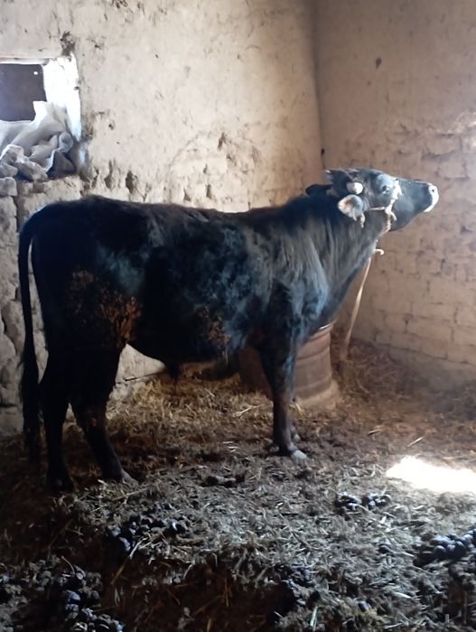 Novos sotiladi bir yarim yosh