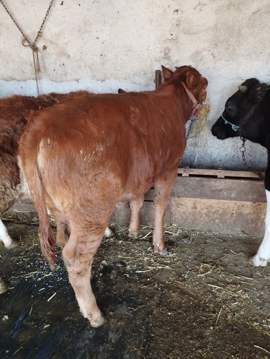 Vând vitea înțărcată