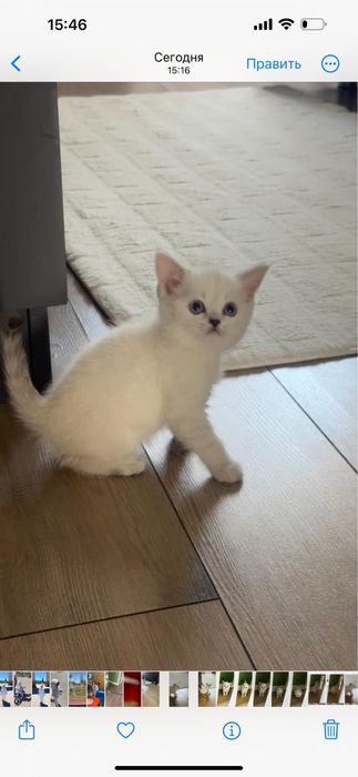 Продам белого британского котенка