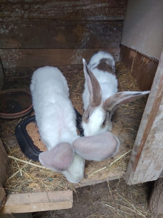 Iepuri de casa 3 generați