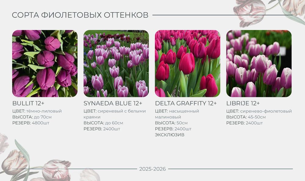 ПРОДАЖА/РАННЕЕ бронирование тюльпана на 8 МАРТА