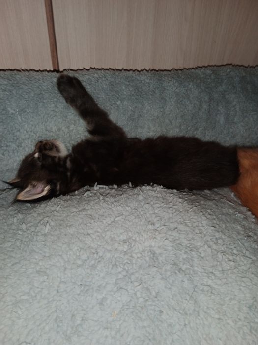 Продаются котята