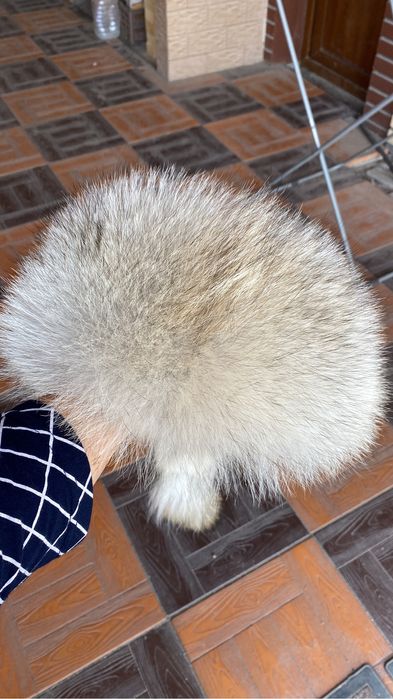 Малахай тұмақ волчий