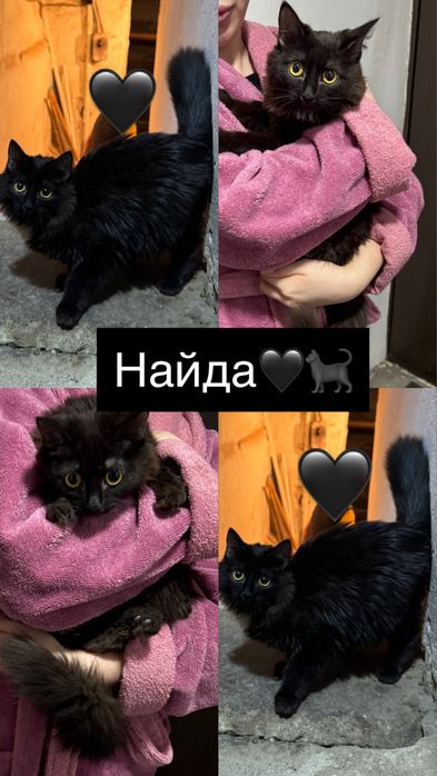 Молодые кошечки ищут своих хозяев