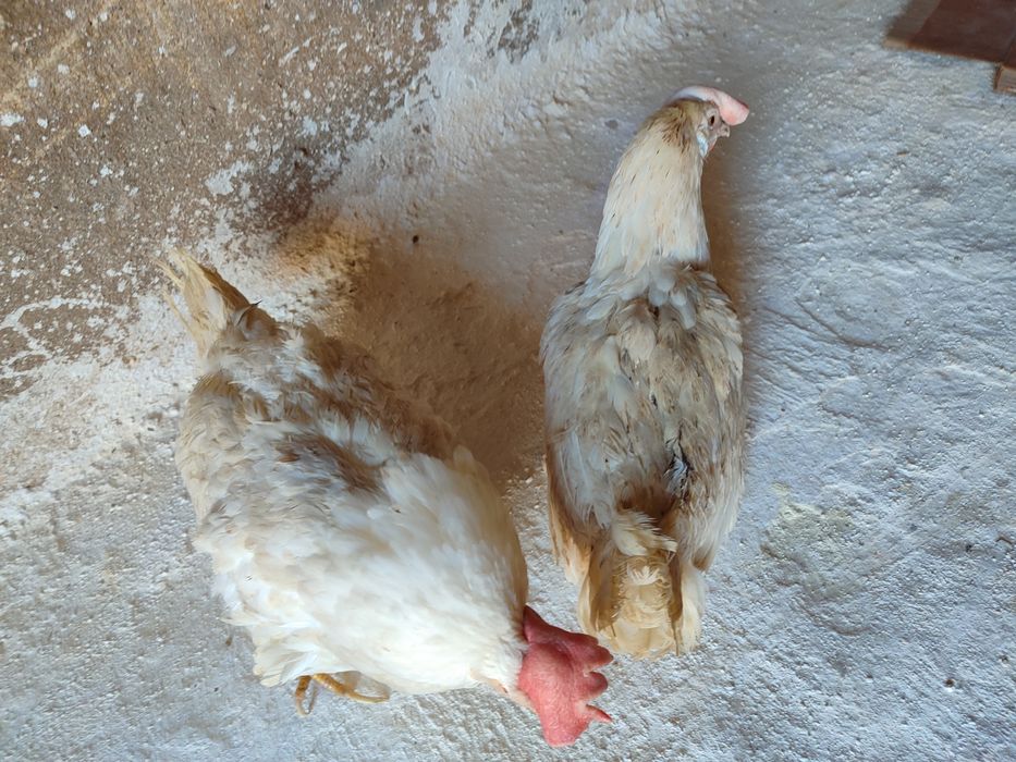 Продаётся куры несушек