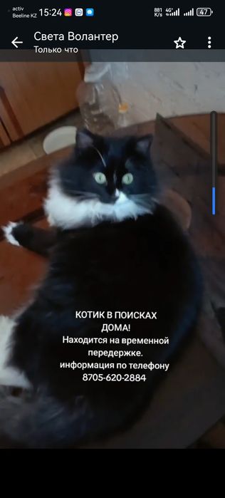 Котик в поисках дома
