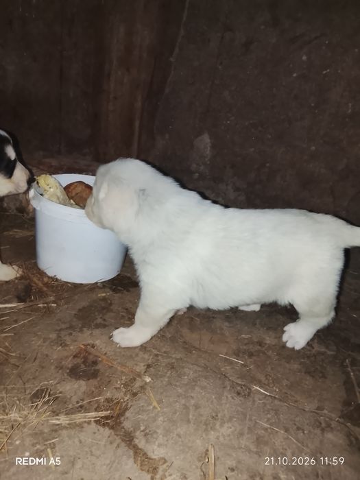 Щенки САО Алабай 1 мес