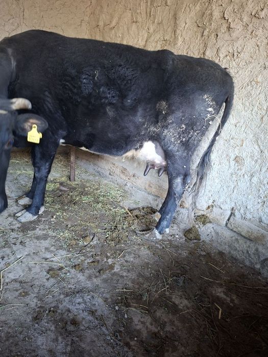 Сигир сутли сигир