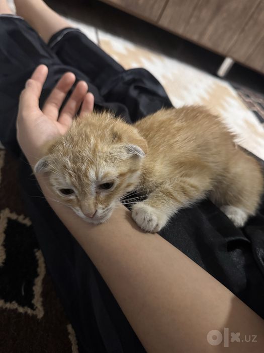 Котенок песплатно
