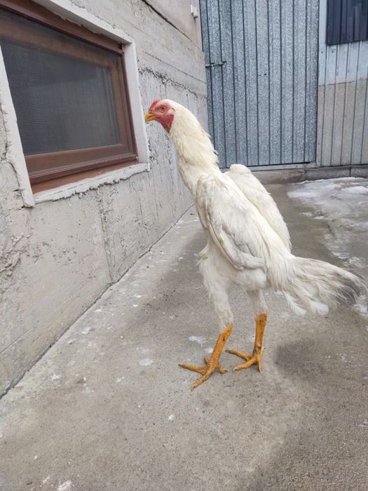 Продам бойцового петуха (Шамо)