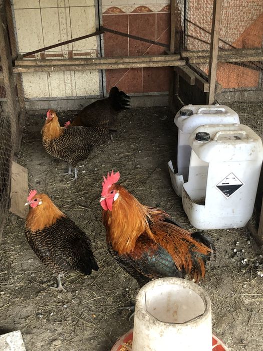 Vand oua din rasele:Brakel argintiu,auriu,lemon si La Bresse.