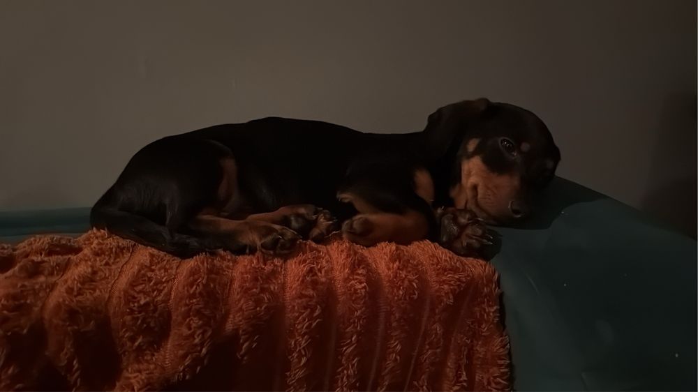 Catel teckel  mascul