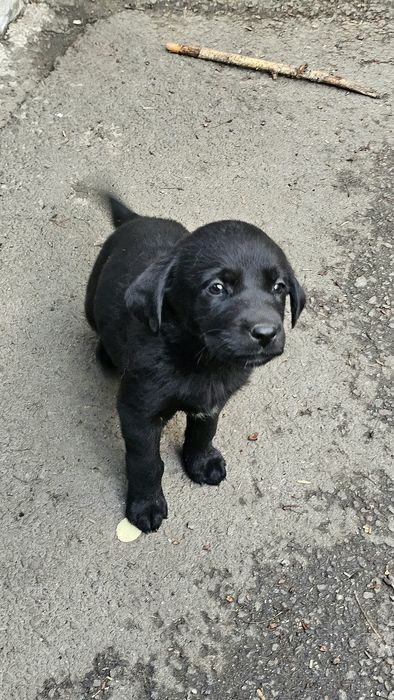 Продам недорого щенят