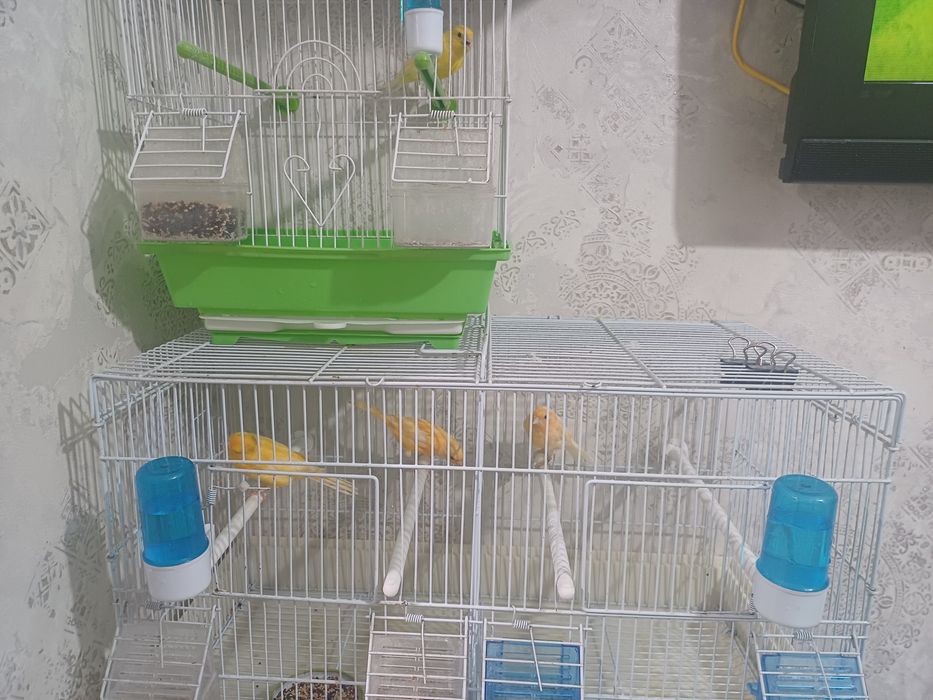 Продаются четыре канарейки с клеткой три самца одна самка