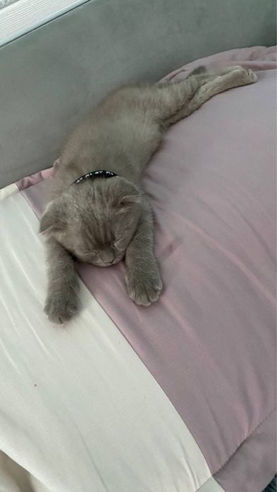 2 котят скоттиш фолд