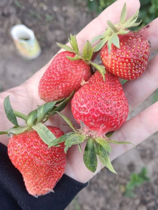 Продам клубнику ягоду свежесобрана
