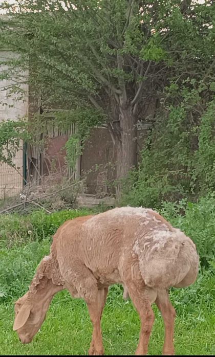 Қўчқор сотилади арашан 1йош қўзидан энди ўтвотти бўйи 91-92 см