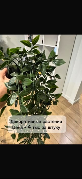 декоративное растение