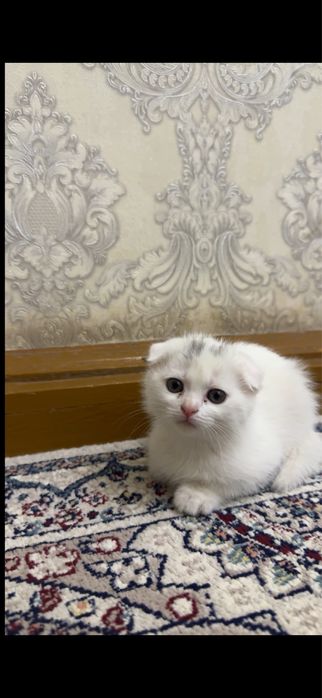 Скоттиш фолд огил киз тоза пародали