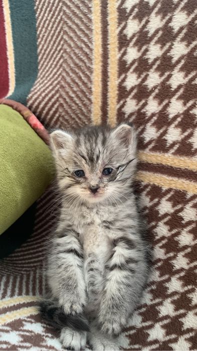 Котенок хароши в