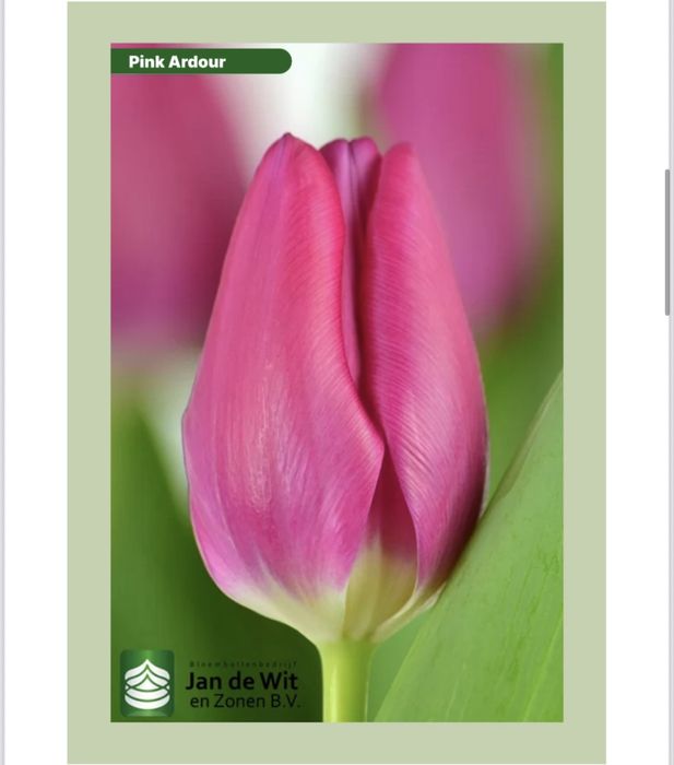 Продаем голандские тюльпаны оптом