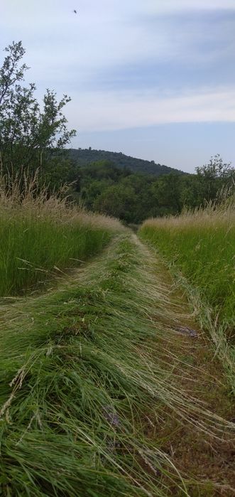 Продам сено в тюках.