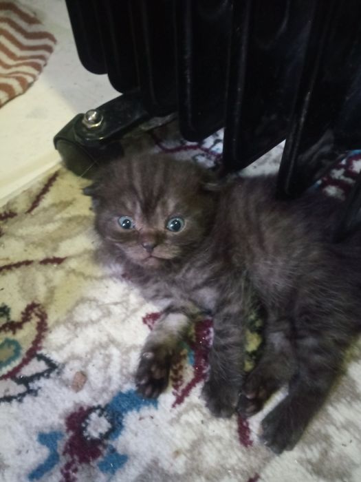 Шотландские фолды ко всему приучены родились 15 ноября